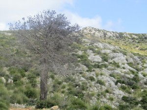 IMG_5089 (Medium)